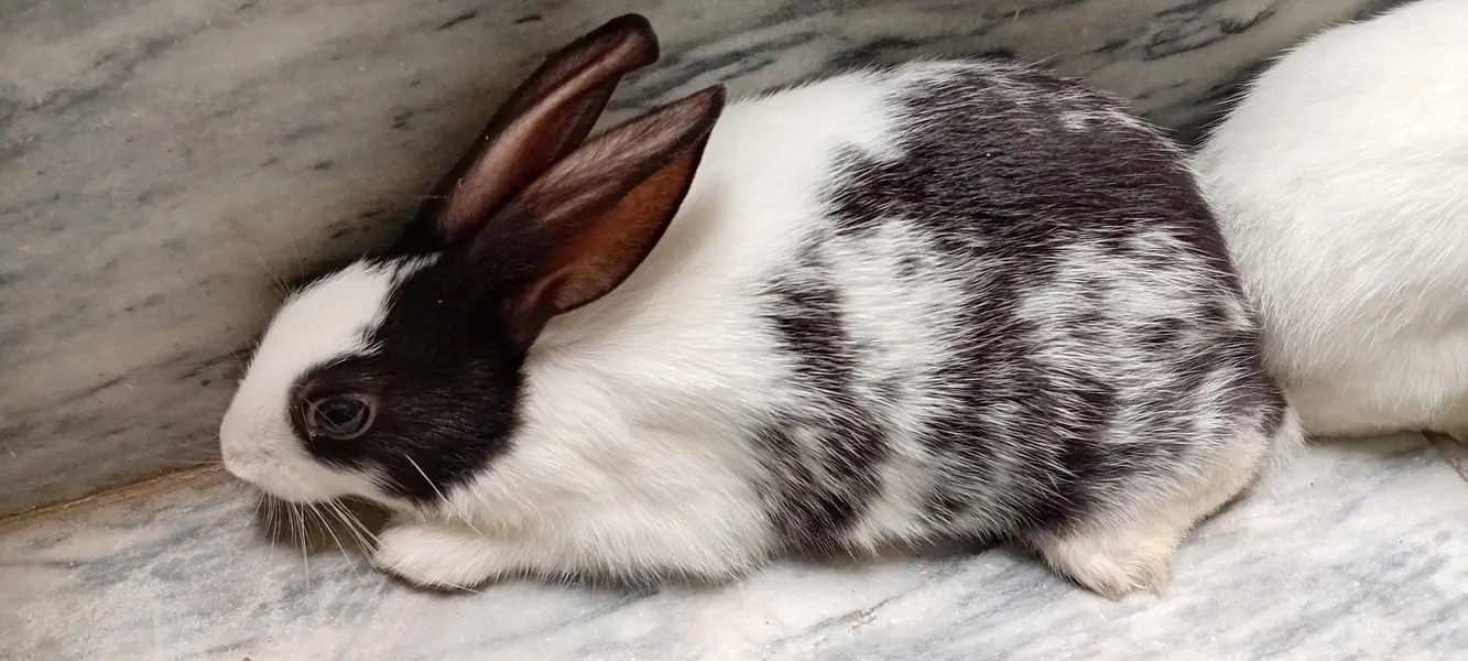 Rabbit Bunnies, khargosh babies, Bache, Red eye,  Black eye, Healthy — photo 3