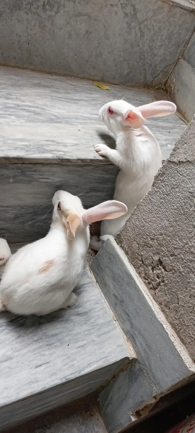 Rabbit Bunnies, khargosh babies, Bache, Red eye,  Black eye, Healthy — photo 4
