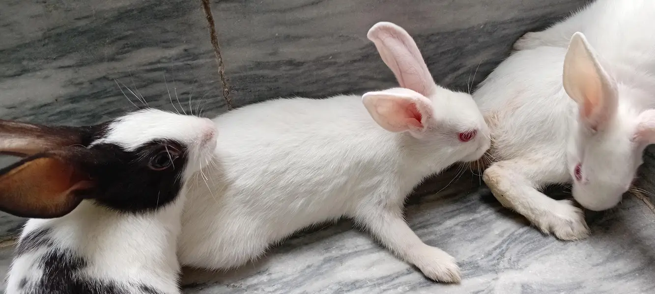 Rabbit Bunnies, khargosh babies, Bache, Red eye,  Black eye, Healthy — photo 5