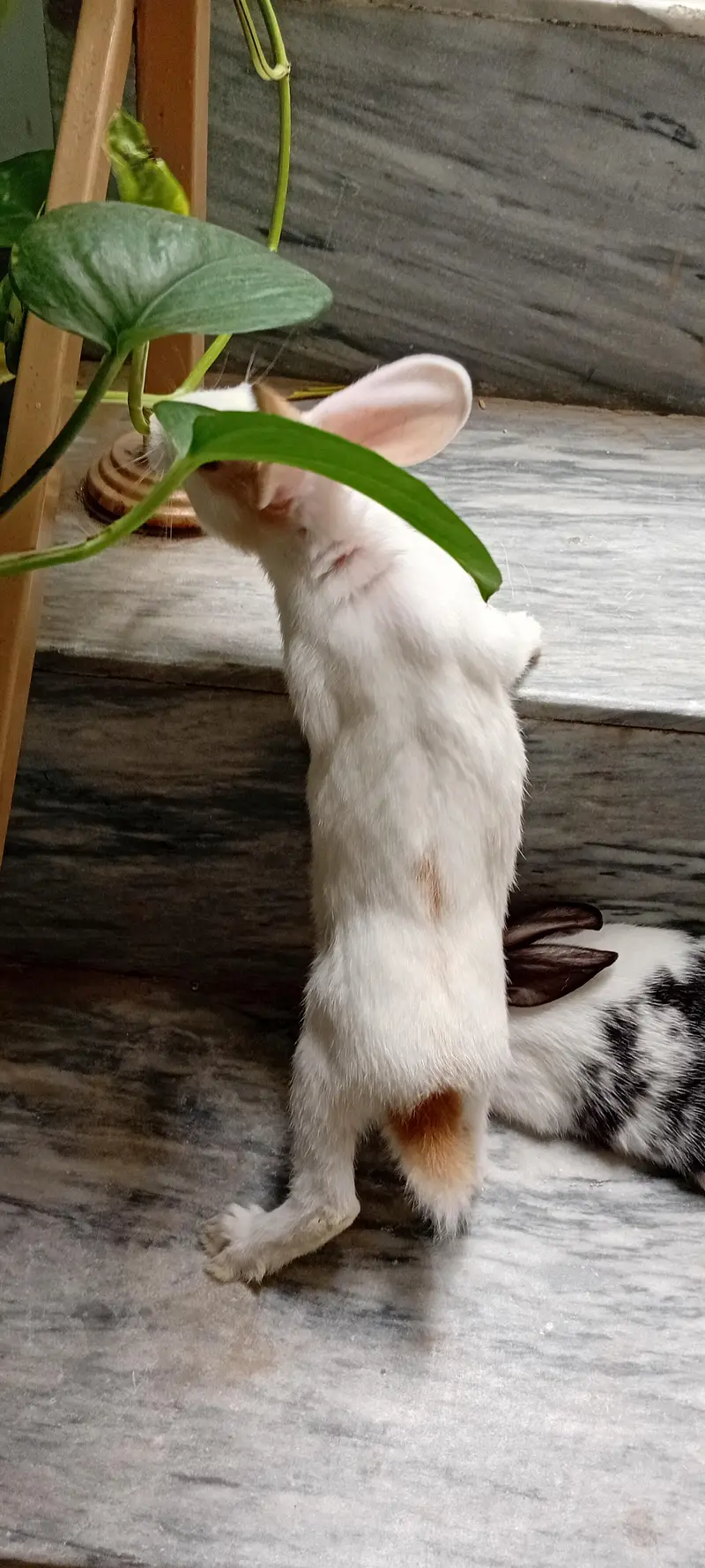 Rabbit Bunnies, khargosh babies, Bache, Red eye,  Black eye, Healthy — photo 6