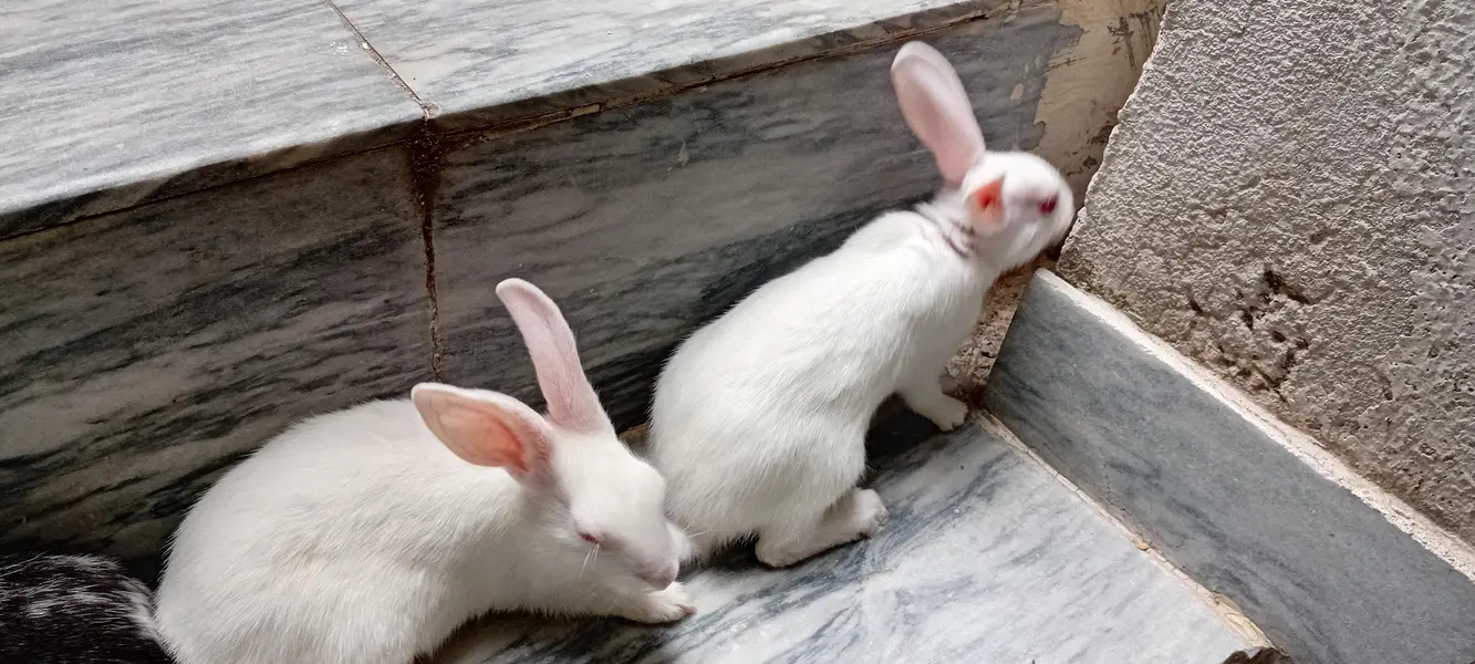 Rabbit Bunnies, khargosh babies, Bache, Red eye,  Black eye, Healthy — photo 7