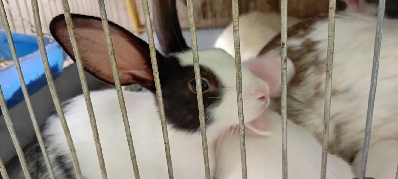 Rabbit Bunnies, khargosh babies, Bache, Red eye,  Black eye, Healthy — photo 8