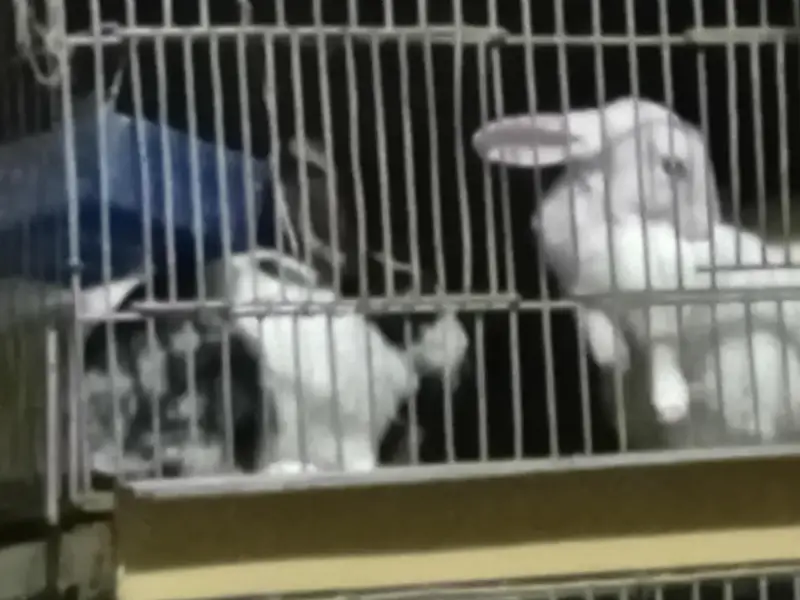 Rabbit Bunnies, khargosh babies, Bache, Red eye,  Black eye, Healthy — photo 9