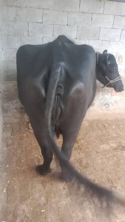 buffalo