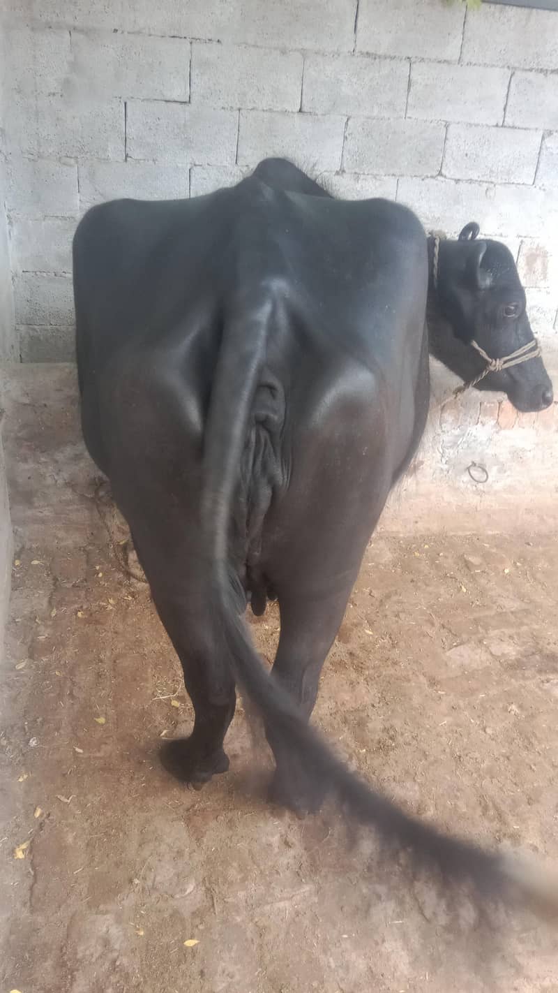 buffalo 0