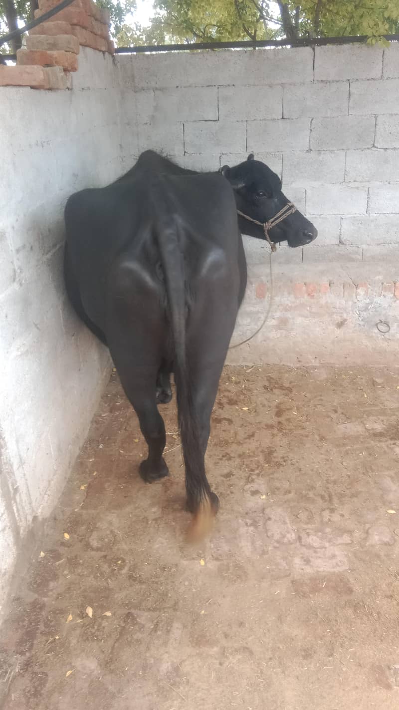 buffalo 1