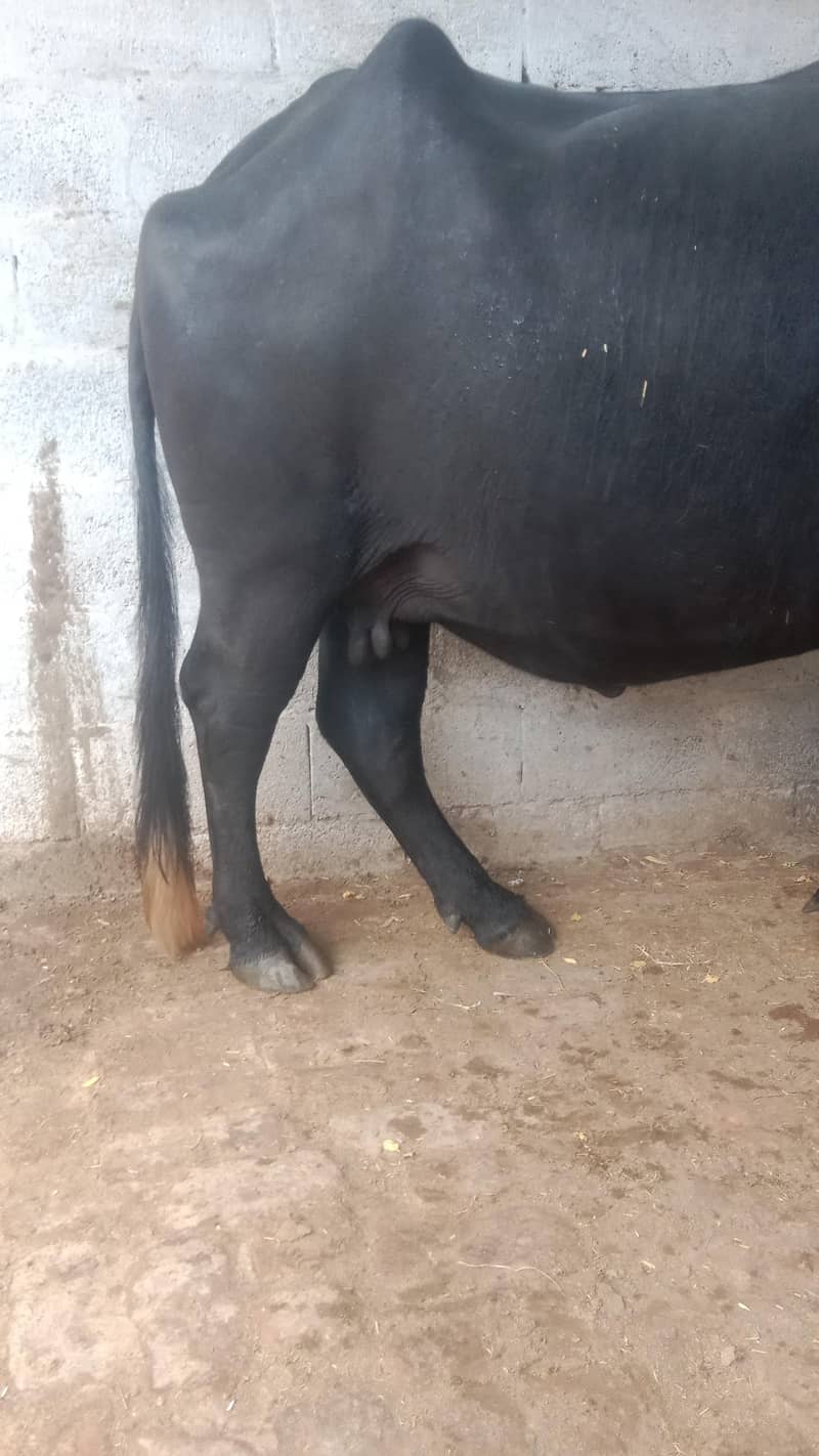 buffalo 2