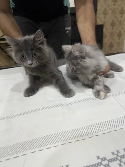 Persion Cat Pair