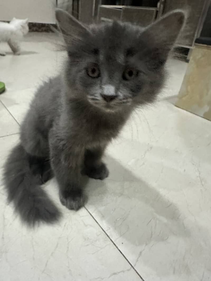 Persian Cat Pair 1