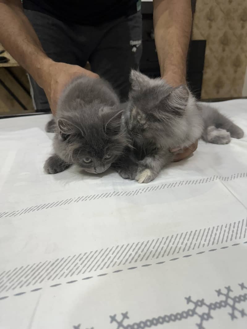 Persian Cat Pair 2