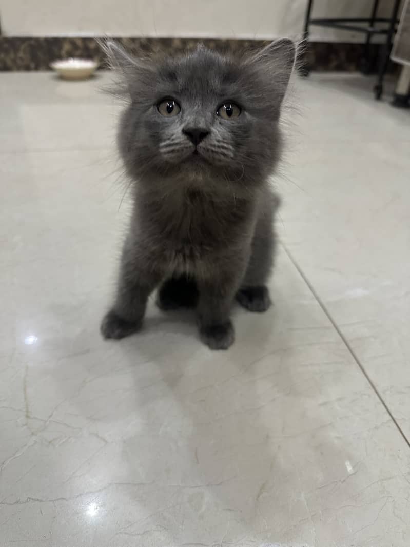 Persian Cat Pair 3