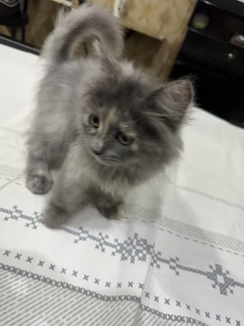Persian Cat Pair 4