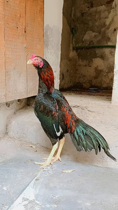 Pure Lal Aseel murgh