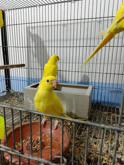 Yellow ringneck chicks