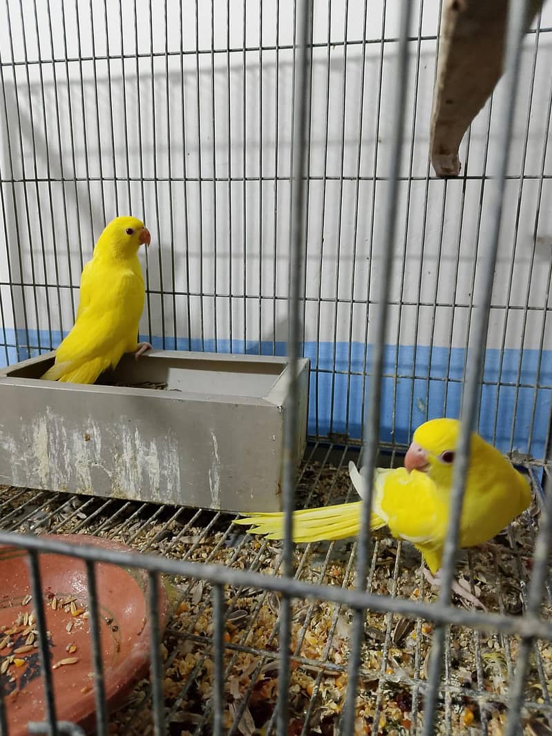 Yellow ringneck chicks 1