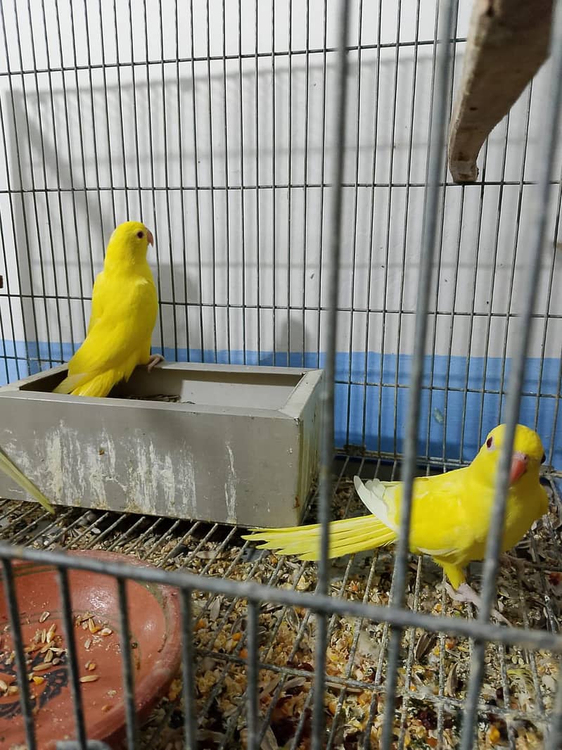 Yellow ringneck chicks 2