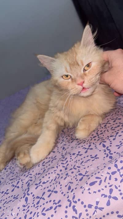 persian double coat brown cat