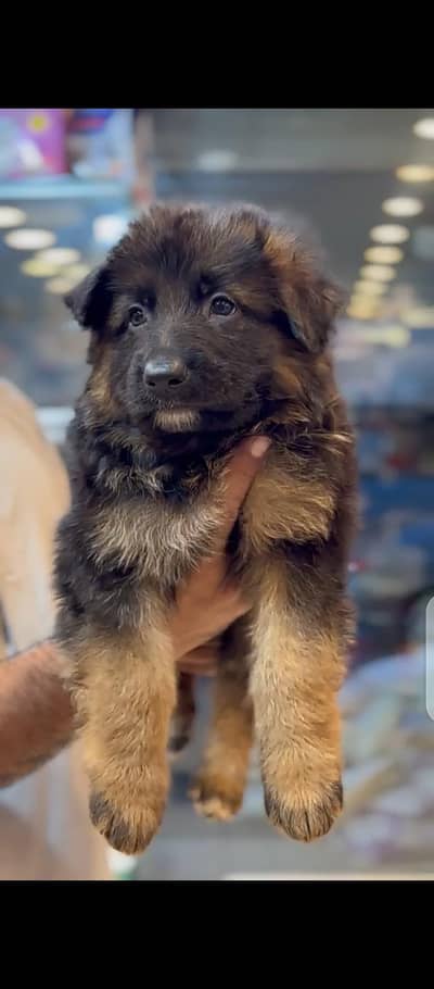 Gsd male pup for sale03207562262 watsapp