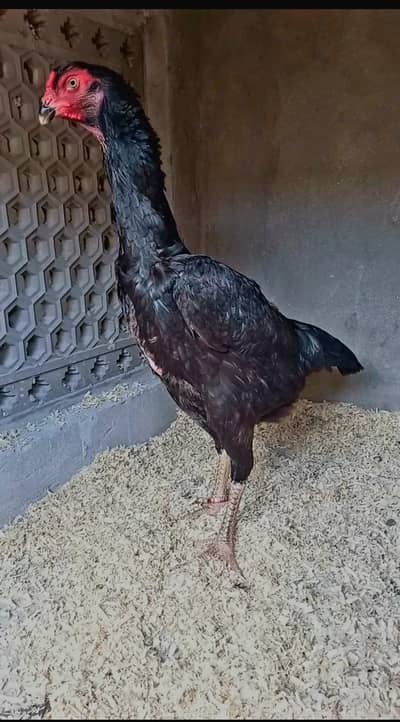 Black oh shamo breeder female and chicks