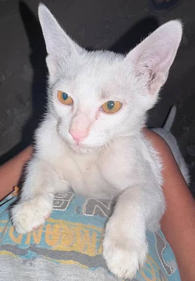 BEAUTIFUL CAT ALMOND EYES.