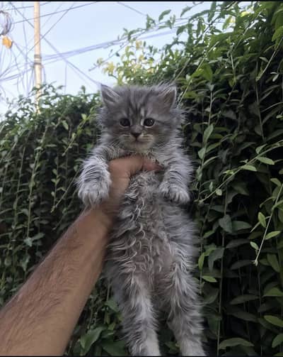 GREY AND BLACK KITTEN | READ FULL AD