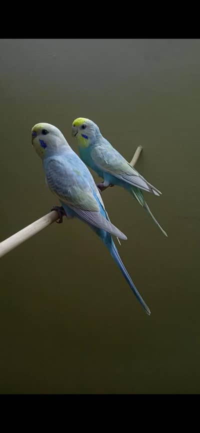 Rainbow Undersize Budgie Pairs