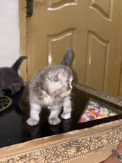 Persian punch face cats