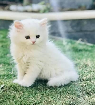 (Persian female kitten) (for sale all) (Pakistan delivery available)