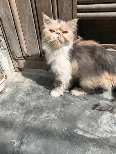calico breeder