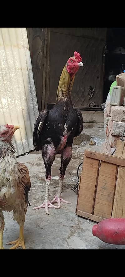Aseel burmi trad pkoye thai Dragon Turkish Hint chiks available