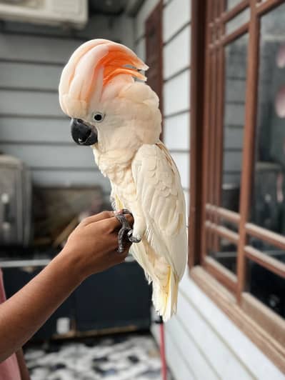 Malucan Cockatoo Fly Tamed