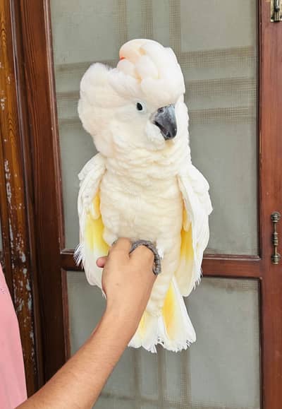 Malucan Cockatoo Fly Tamed