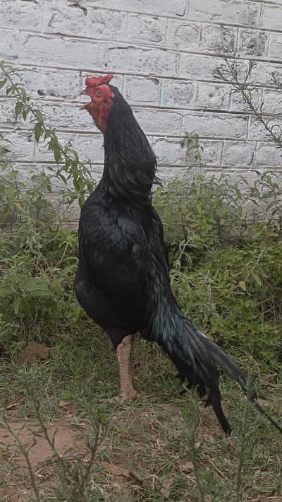 Mianwali Aseel