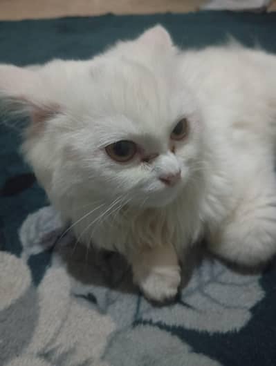 white cat