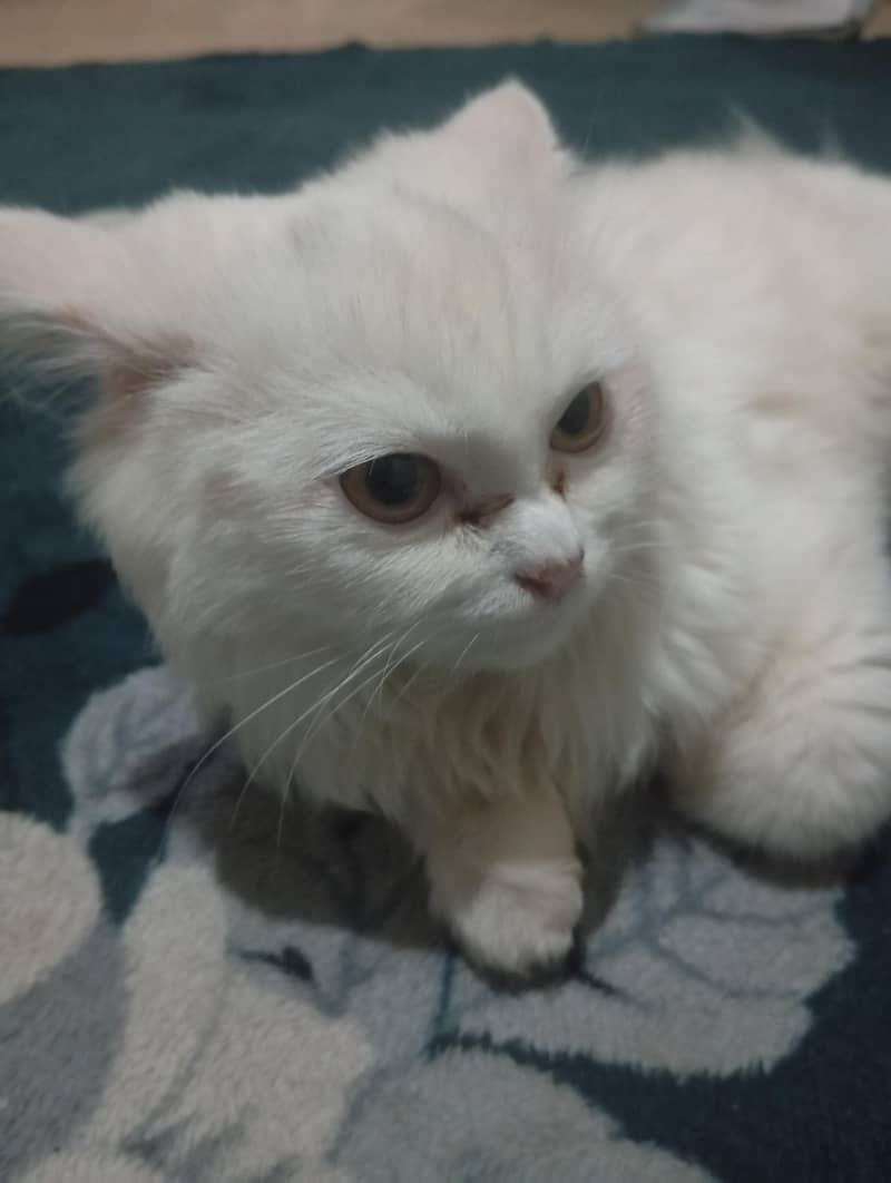 white cat 0