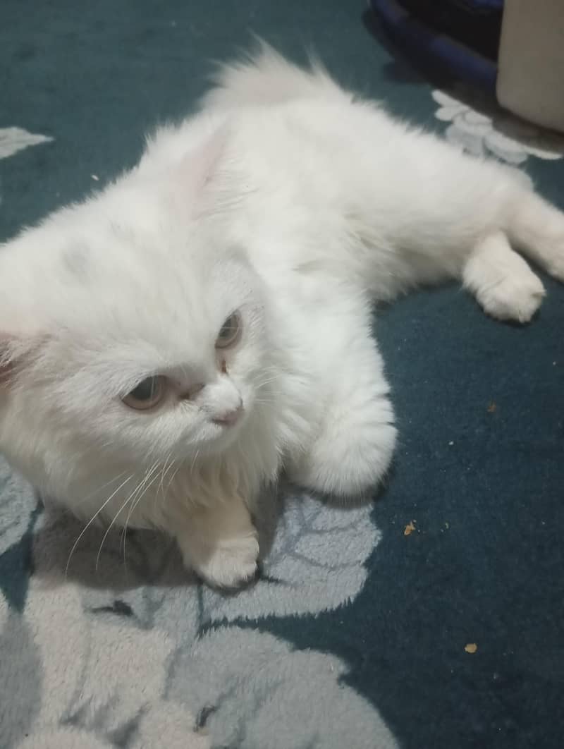 white cat 1