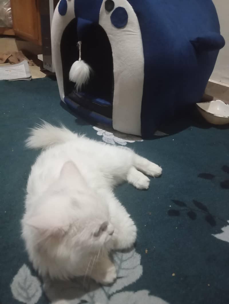 white cat 2