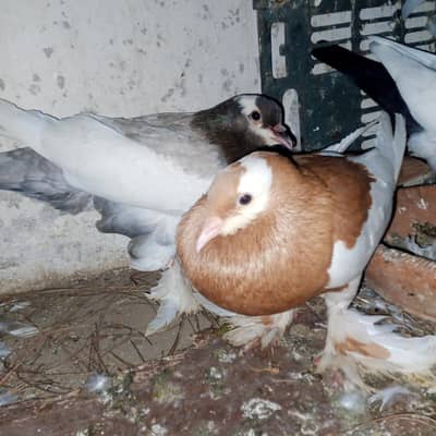 fancy pigeons for sale