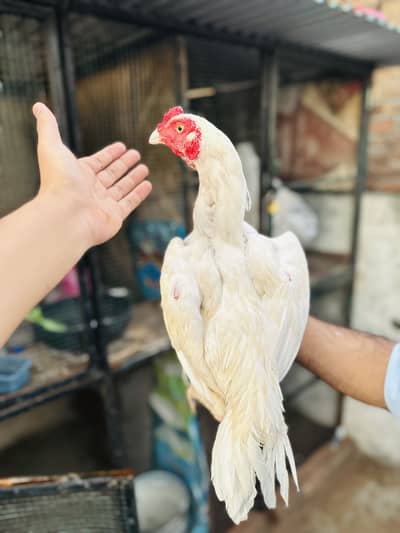 Heera Patha | Heera | Aseel | Hen | murgha | Aseel heera 4 sale