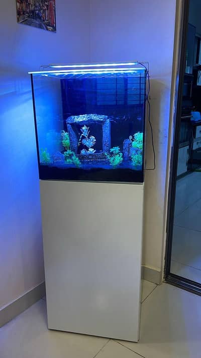 Fish Aquarium
