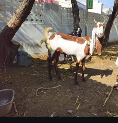 Beetal/kamori cross goat with 2 month male