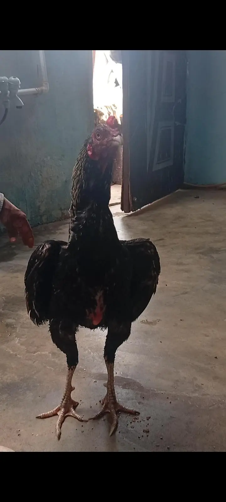 Aseel Mianwali murga — photo 2