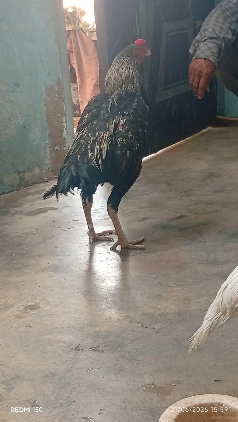 Aseel Mianwali murga — photo 5