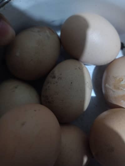 Black shamo eggs
