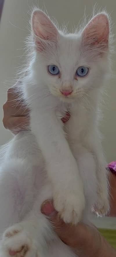 cat available