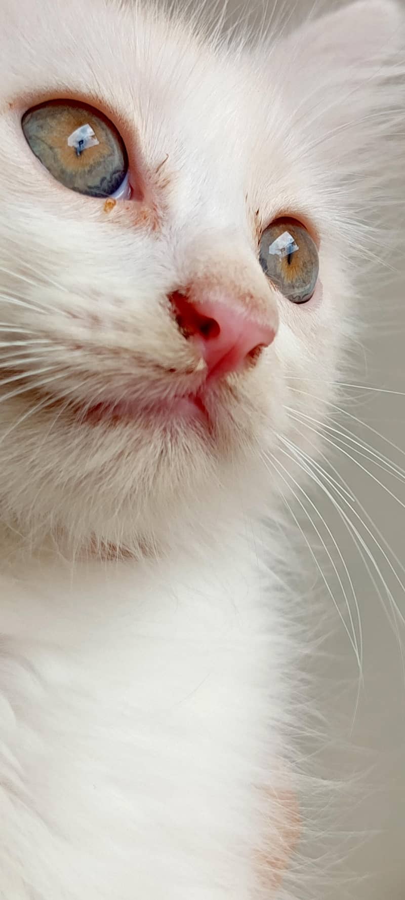 cat available 1