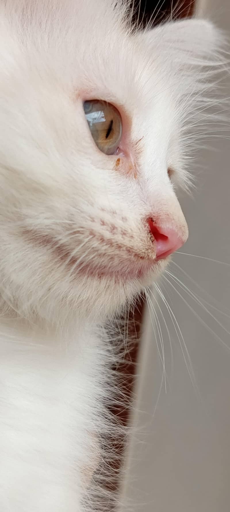 cat available 2