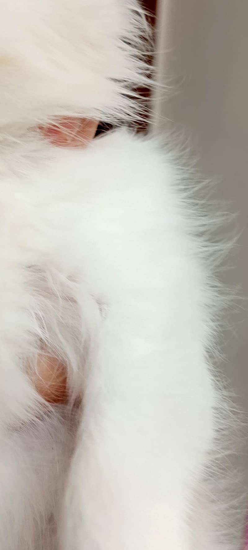 cat available 3