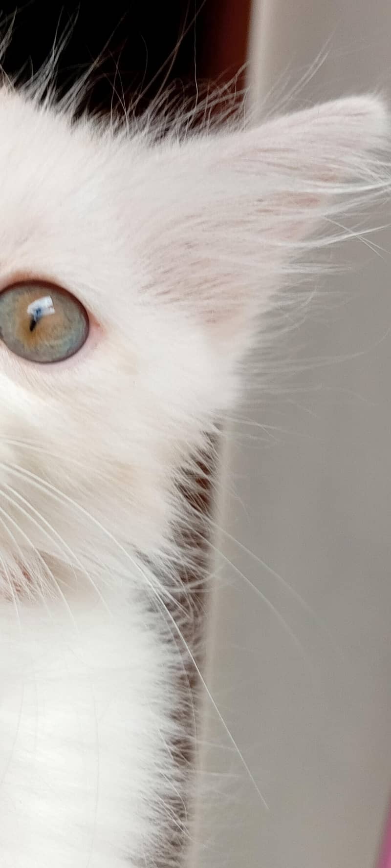 cat available 4