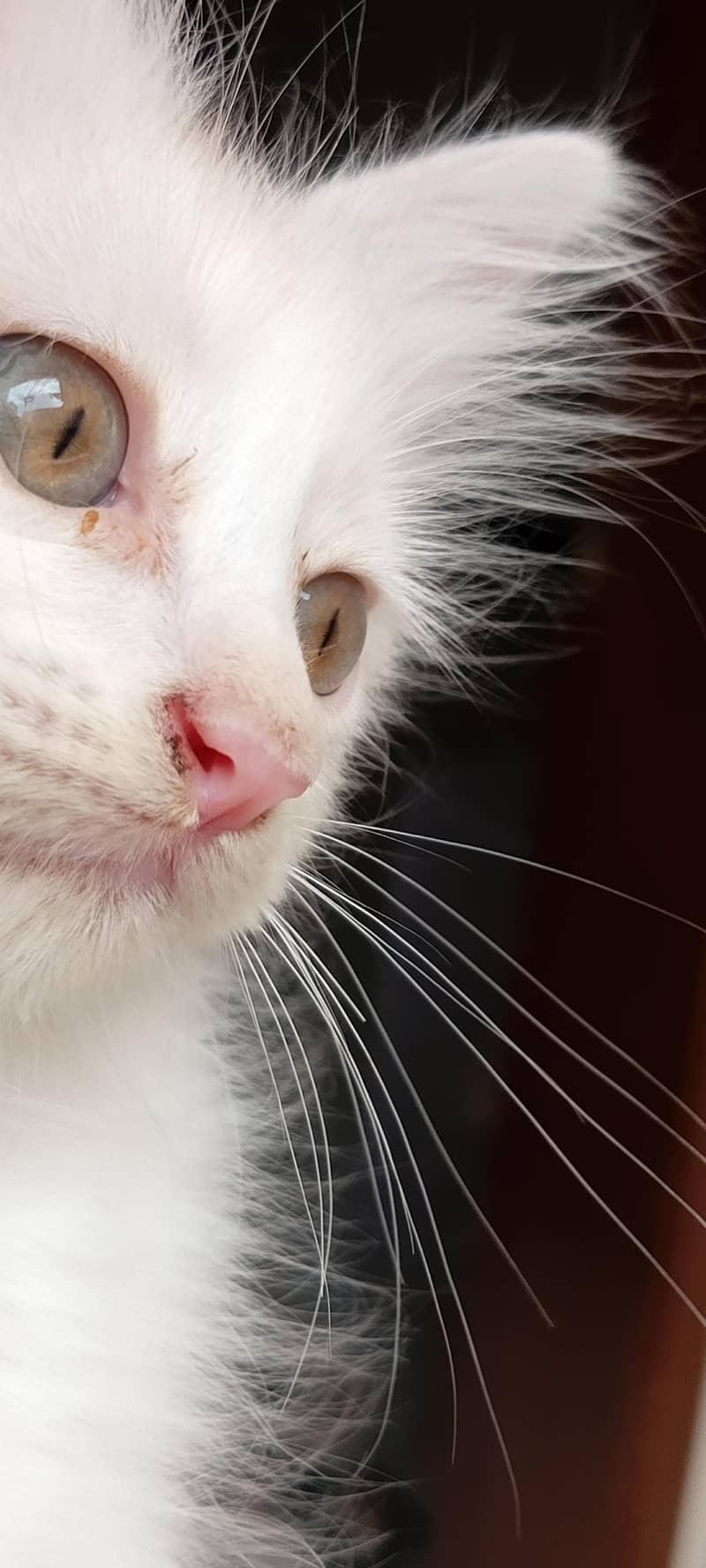 cat available 5